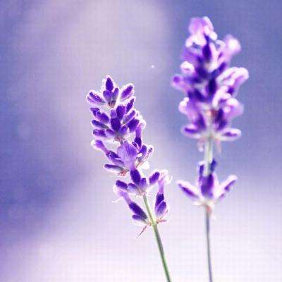 LOL外围官网下载手机版